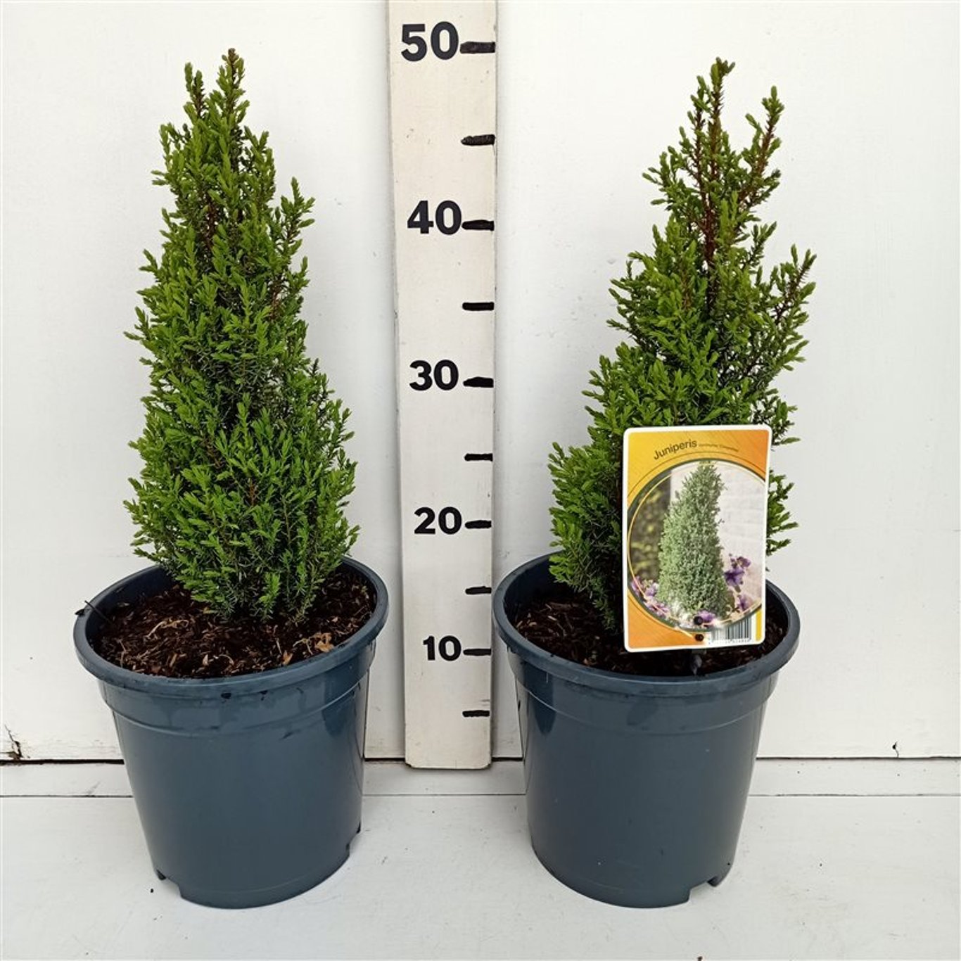 Juniperus comm. 'Compressa' - C3 30-40 CM
